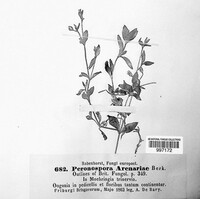 Peronospora arenariae image